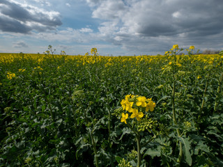Beautiful landscape of bright yellow rapeseed in spring. Yellow flowers of rapeseed. Blue sky with white clouds over the field.