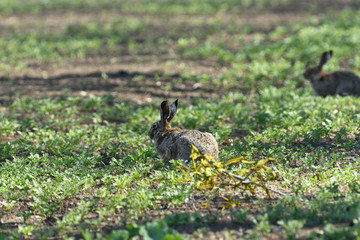 Brown hare eats spring grass on the meadow