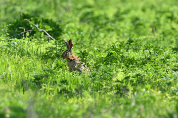 Brown hare eats spring grass on the meadow
