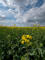 Beautiful landscape of bright yellow rapeseed in spring. Yellow flowers of rapeseed. Blue sky with white clouds over the field.