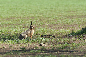 Brown hare eats spring grass on the meadow