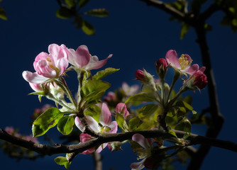 Apple blossom blooms in early spring. UK.