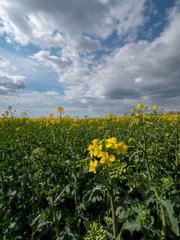 Beautiful landscape of bright yellow rapeseed in spring. Yellow flowers of rapeseed. Blue sky with white clouds over the field.