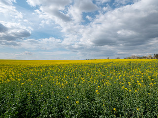 Fototapeta premium Beautiful landscape of bright yellow rapeseed in spring. Yellow flowers of rapeseed. Blue sky with white clouds over the field.