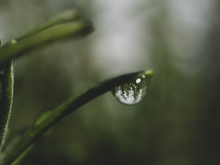 After rain. Rain drop closeup. Water drop on flower.