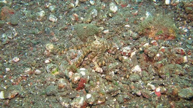 Wunderpus octopus (Wunderpus photogenicus) is hunting on sandy area. Underwater world. Tulamben, Bali, Indonesia.