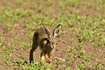 Wild brown hare runs along a farm meadow in the spring