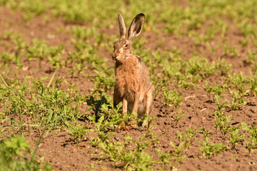 Portrait of brown hare wildlife on the meadow field