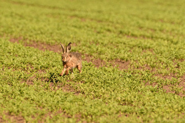 Wild brown hare runs along a farm meadow in the spring