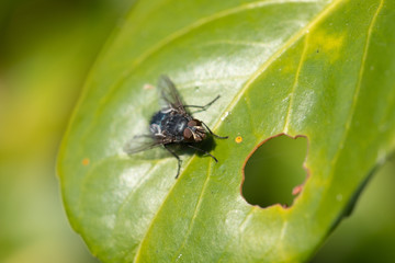 fly on leaf 3