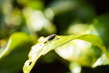 fly on leaf 2