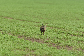 Wild brown hare runs along a farm meadow in the spring