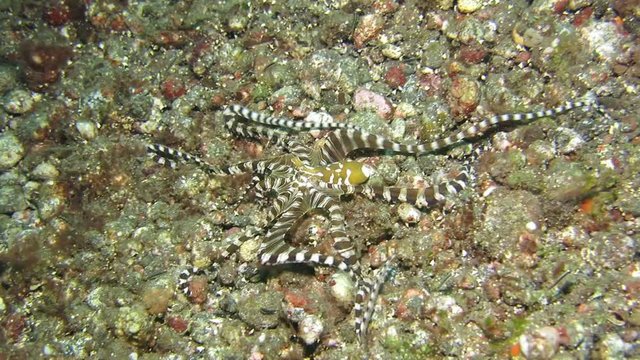 Wunderpus octopus (Wunderpus photogenicus) is hunting on sandy area. Underwater world. Tulamben, Bali, Indonesia.