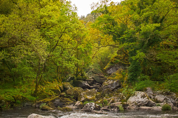 Camino de piedras entre árboles y un río en frente