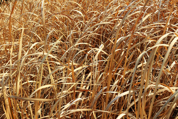 Close-up photo of golden grass as background material