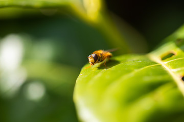hoverfly sunning