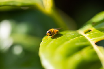 fly cleaning
