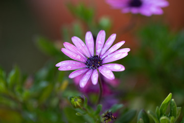 Obraz premium purple flower