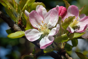 Fototapeta na wymiar Apple blossom bloom in close up.