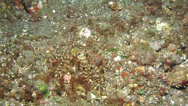 Wunderpus octopus (Wunderpus photogenicus) is hunting on sandy area. Underwater world. Tulamben, Bali, Indonesia.