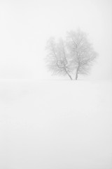 Isolated Tree in the snow