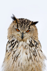 portrait of an eurasian eagle owl