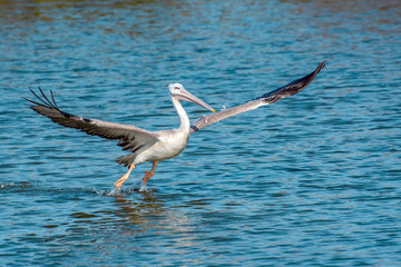 Fototapeta na wymiar Great white pelican taking flight - river in Africa - The Gambia