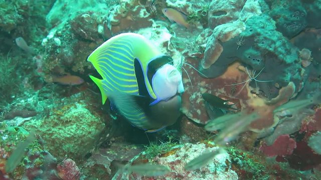 Cleaning station, morey eel, grouper, diver, angel ffish. Underwater world. Tulamben, Bali, Indonesia.