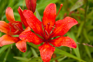 Daylilies covered with drops of warm summer rain