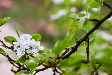 flowers pears