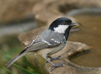 Obraz premium Great tit looking for food in urban house garden.