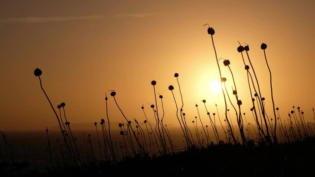 View on sunset through grass on lheu da Papoa island  in Portugal.