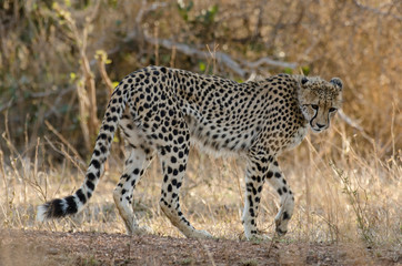 Guépard, cheetah, Acinonyx jubatus, Parc national Kruger, Afrique du Sud © JAG IMAGES