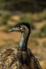 Emu Head Centre vert