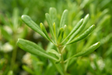 Obraz premium Zielone rośliny