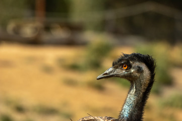 Emu Head Left