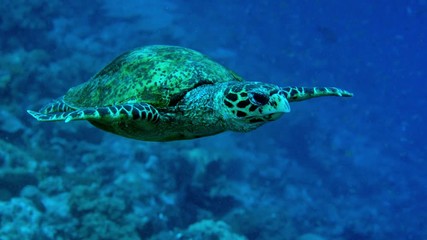 Hawksbill Sea Turtle (Eretmochelys imbricata) swims towards the camera, Maldives, Indian Ocean, slow motion