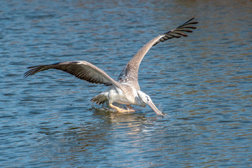 Great white pelican taking flight - river in Africa - The Gambia