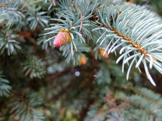 Naklejka na ściany i meble young spruce needles and cones close-up