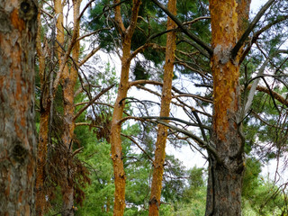 Fototapeta premium tree trunks in a pine forest