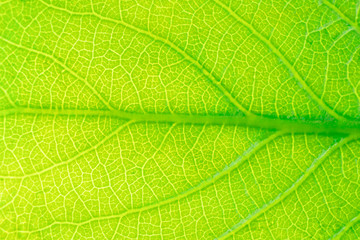 Fototapeta na wymiar Leaf poplar closeup. Background image, macro, concept spring, summer.