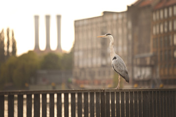 a gray heron standing on an embankment railing somewhere in the city; buildings and factory's smokestacks are on the background