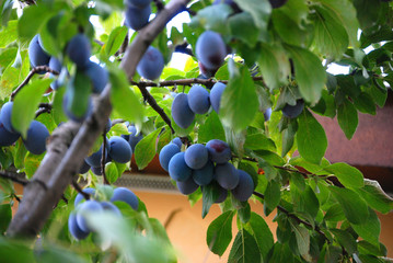 Viele blaue reife Zwetschken hängen am Baum