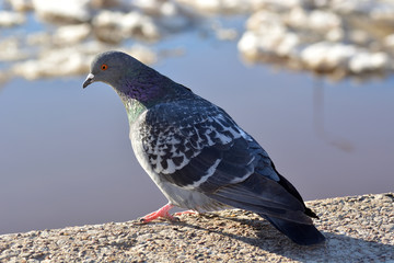 Pigeon closeup on a sunny day on the background of ice drift on the river