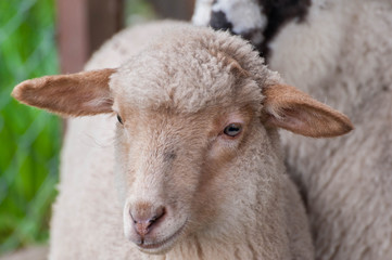 Young sheep close up shot, portrait on natural light at springtime.