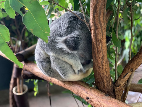 Koala dormant