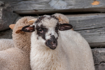 Group of scared young sheeps close up shot on natural light.