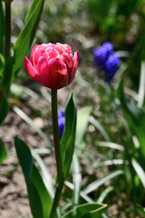 Pink flower of multicolored tulip.