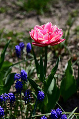 Pink flower of multicolored tulip.