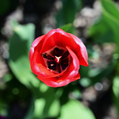Red tulip flower seen from above.